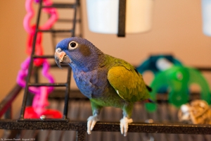 Mr. Logan - my parrot